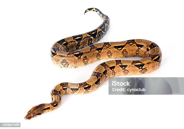 Boa Constrictor Stock Photo - Download Image Now - Boa, Snake, Animal