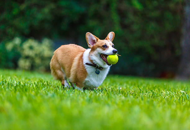 istock Female Welsh corgi dog 492878646