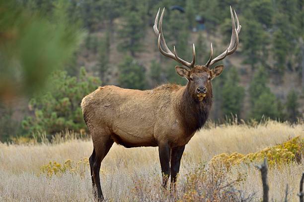 durchgehender front-seitenansicht der bull river elk - bulle männliches tier stock-fotos und bilder
