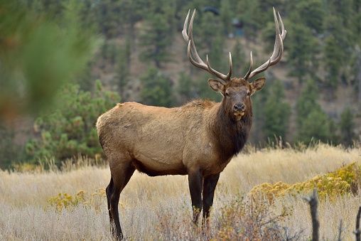 Full body front side view of a strong mature bull elk in Rocky Mountain National Park.