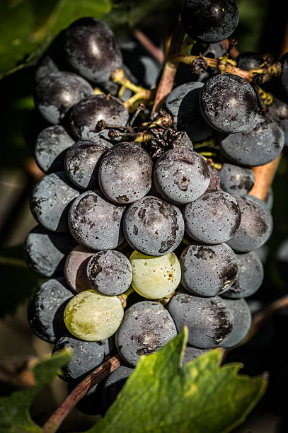 istock red wine grapes on the vine with green leaves 492879536