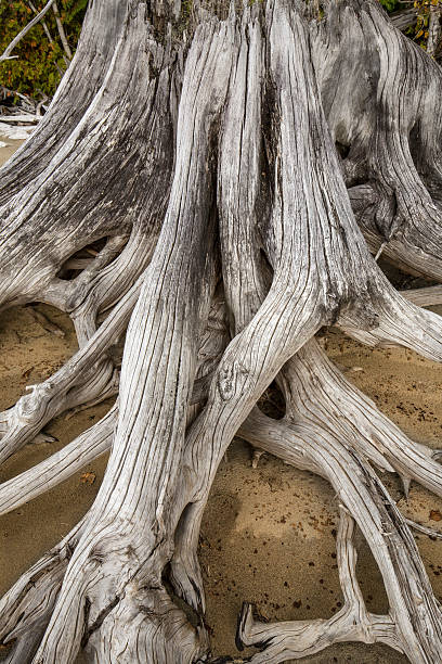 istock Bleached driftwood stump with roots in the sand, northwestern Ma 492879556