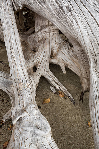 istock Bleached driftwood stump with roots in the sand, northwestern Ma 492879598