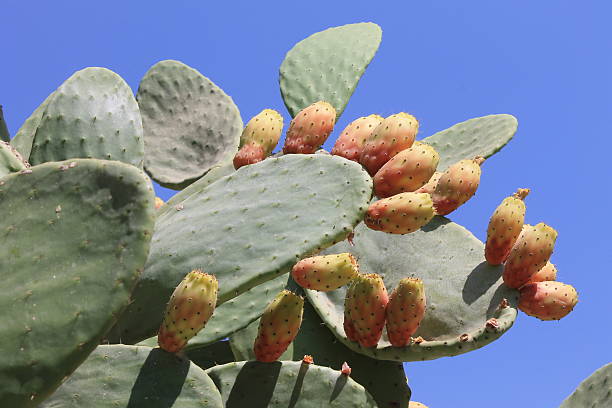 istock Edible prickly pear cactus with ripe fruits 492880366