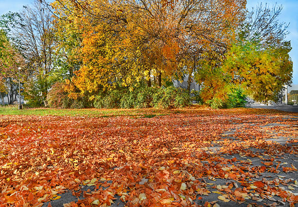 Yellow trees, fallen golden leaves Autumn cityscape. Yellow trees, fallen golden leaves. Indian summer low section stock pictures, royalty-free photos & images