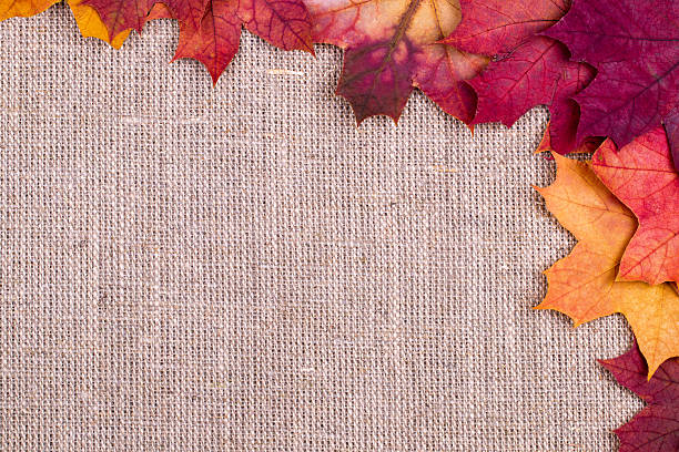 istock Background from autumn leaves of a maple on burlap 492881066