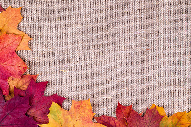 istock Background from autumn leaves of a maple on burlap 492881100