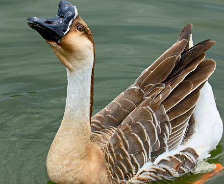 Also known as Chinese Geese, are rare, migratory geese that breed in inland Mongolia, northernmost China, and southeastern Russia; and most migrate to central and eastern China for the winter.