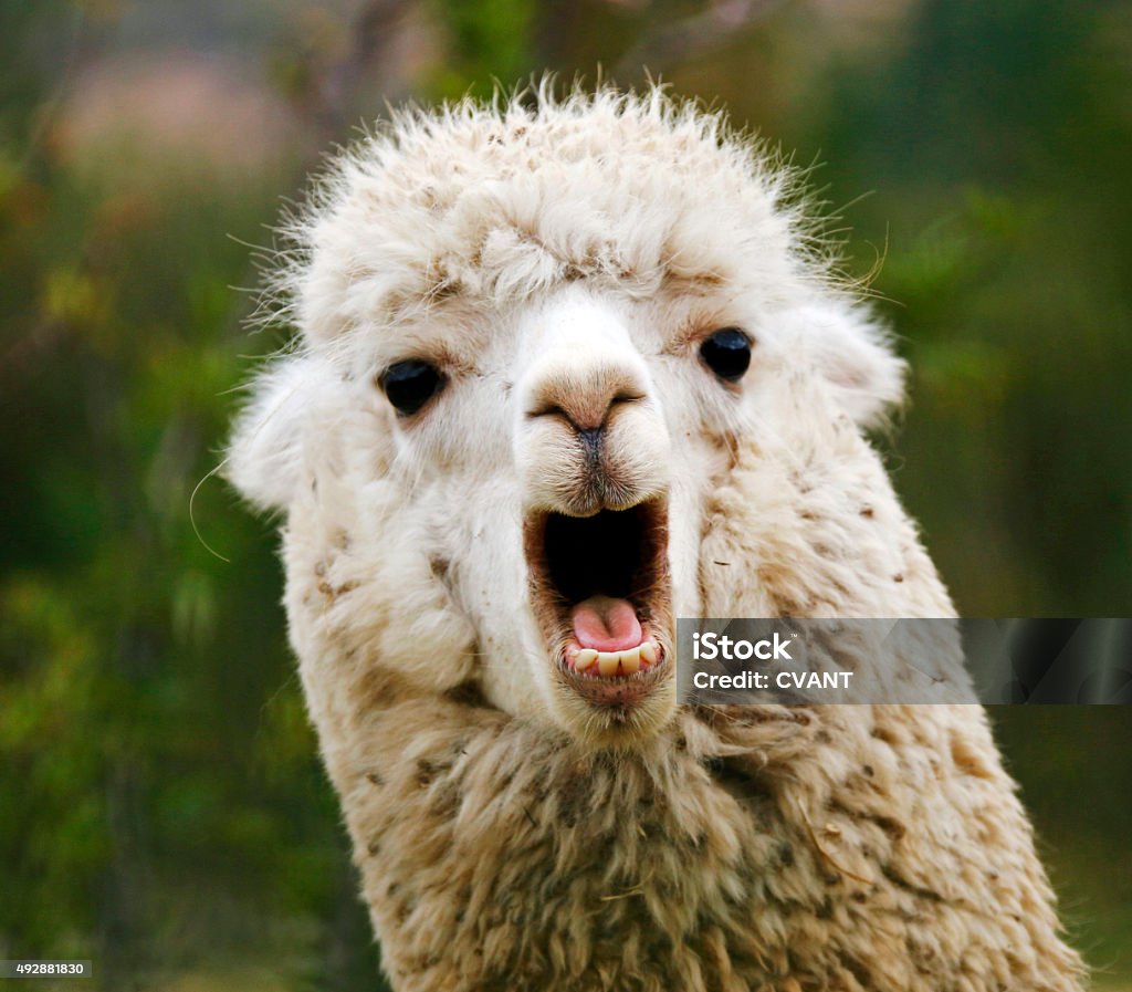 Alpaca - Foto de stock de Llama - Familia del camello libre de derechos
