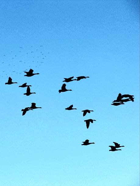 istock flock of birds in the sky 492882036