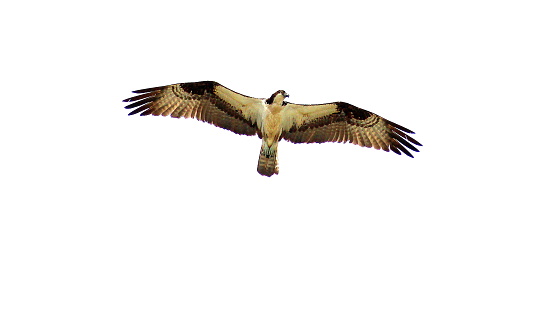 wingspan de osprey photo