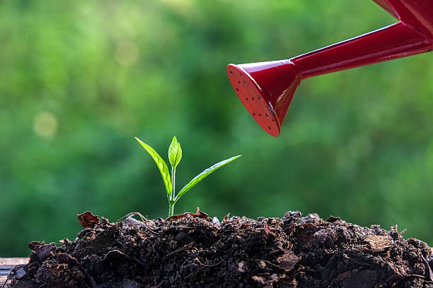 istock Green sprouts Young plant 492885124
