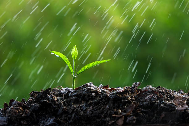 istock Green sprouts in the rain 492885134