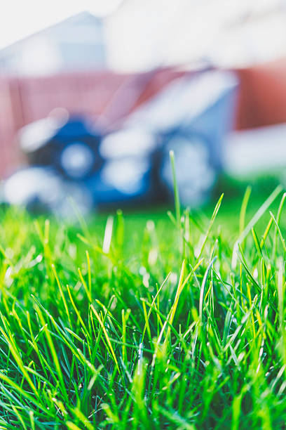 istock Lawnmower in freshly mowed lawn with uncut grass in foreground 492885610
