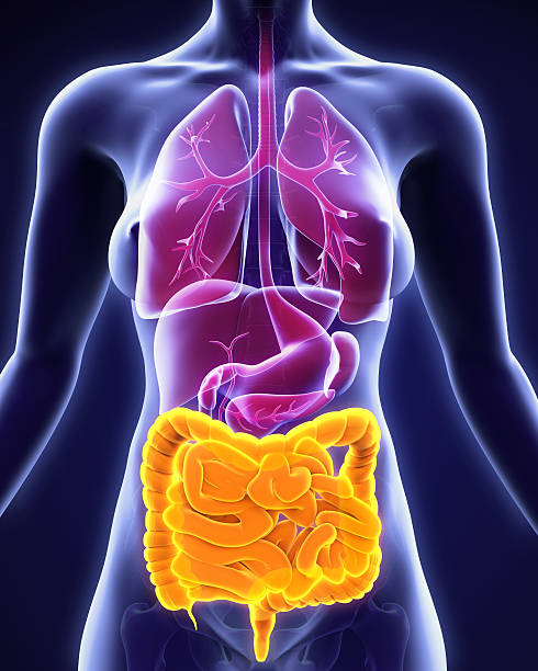 istock Human Intestine Anatomy 492885884