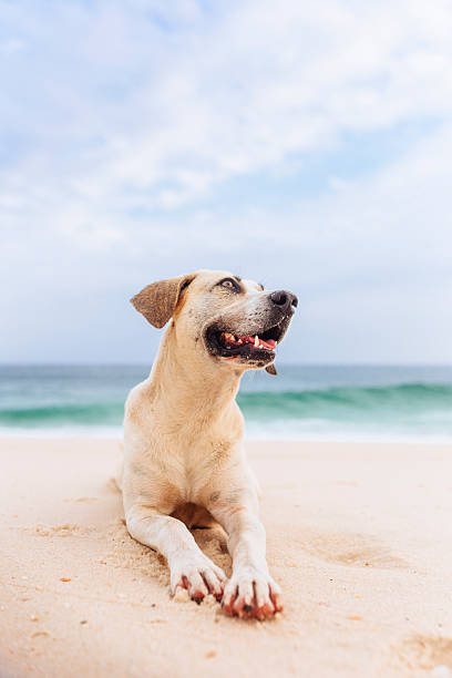 istock Happy dog at the beach 492886198