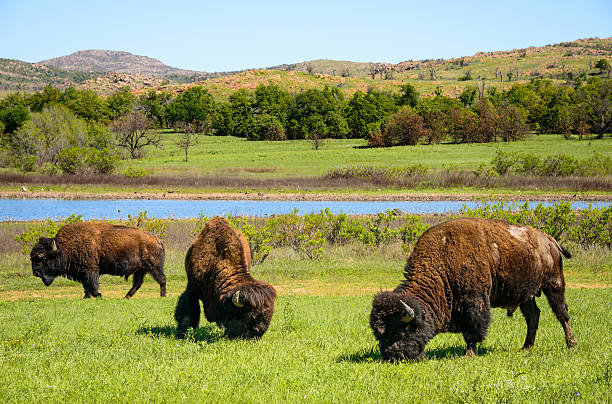 Wichita Mountains National Wildlife Refuge Wichita Mountains National Wildlife Refuge wichita photos stock pictures, royalty-free photos & images