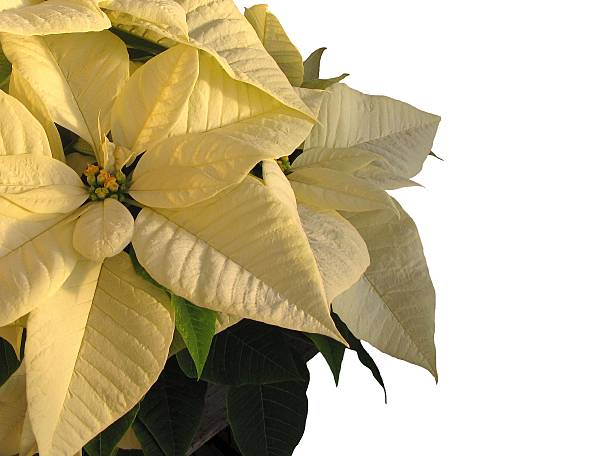 istock Christmas Yellow Poinsettia on White Background 492887450