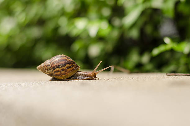 istock The journey of snails 492887930