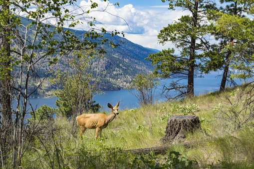 A mule deer doe in a selective logging cutblock overlooking Okanagan Lake near Kelowna British Columbia