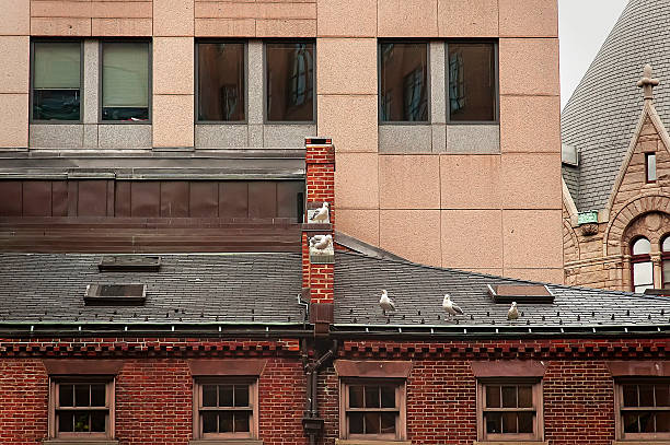 istock Seagulls in the downtown of Boston 492889514