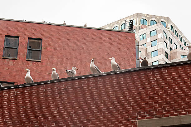 istock Seagulls in the downtown of Boston 492889534