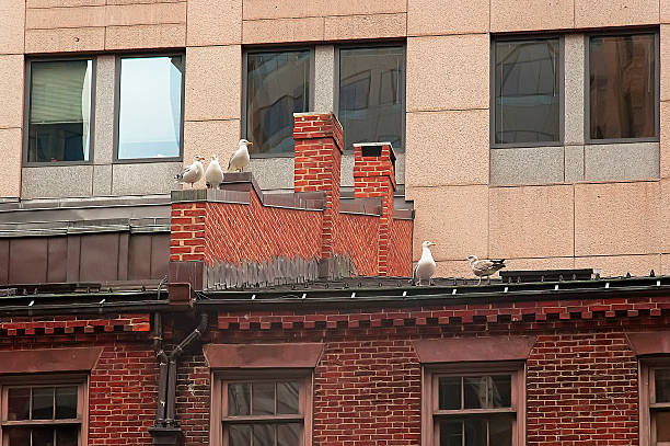 istock Seagulls in the downtown of Boston 492889546