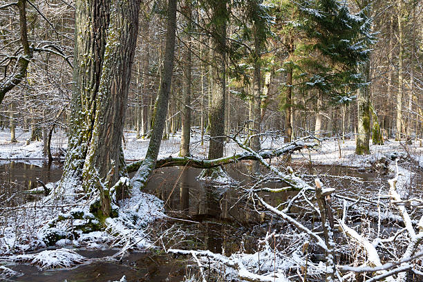 istock Wintertime snowy old forest with water 492889906