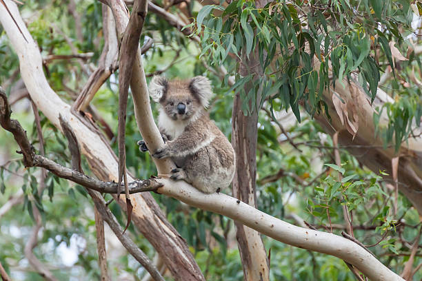 Koala Bear Koala Bear koala tree stock pictures, royalty-free photos & images