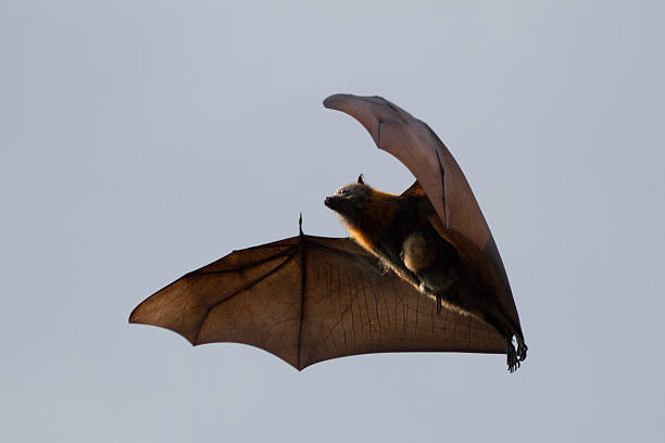 megachiroptera w powietrzu - bat fruit bat mammal australia zdjęcia i obrazy z banku zdjęć