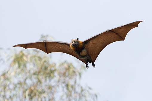 A beautiful grey headed flying fox in mid air. Look closely to see the baby clinging to its mothers chest. This is how the babies are transported. Wings spread and flying towards camera. Close up. Shot taken in Melbourne, Australia.