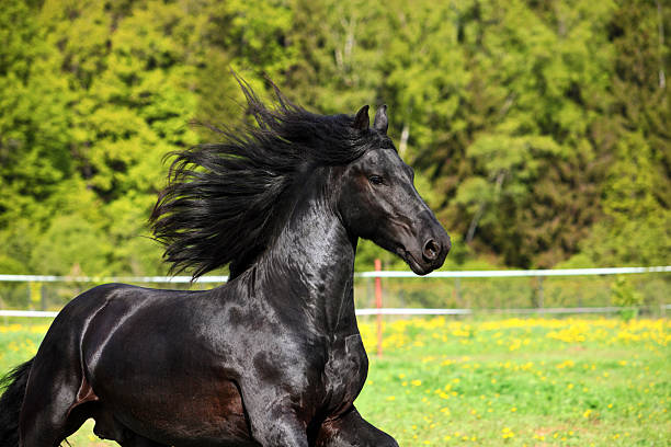 friesian cheval noir en arrière-plan automne - horse black stallion friesian horse photos et images de collection