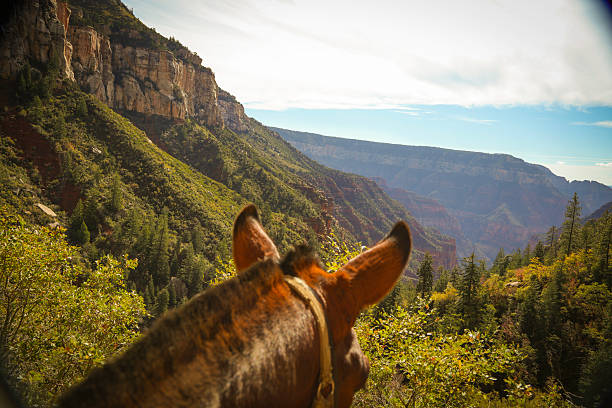 north rim grand canyon sur des mules - mule grand canyon canyon riding photos et images de collection