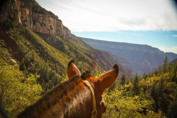 North Rim Grand Canyonon mules