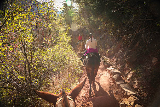 North Rim Grand Canyon family on mules North Rim Grand Canyon family on mules horseback riding photos stock pictures, royalty-free photos & images