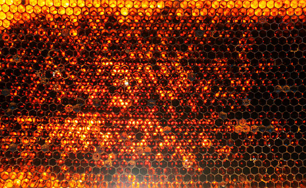 istock Yellow honeycomb on frame with fresh honey 492891950