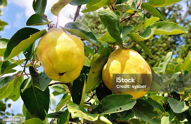 Two Quinces Stock Photo - Download Image Now - Quince, Tree, Fruit