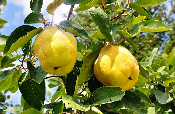 Two big ripe quincec on a tree