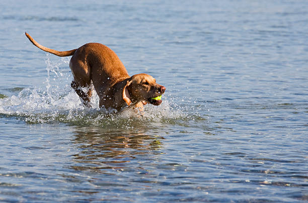 istock Magyar Vizsla dog at the beach 492899469