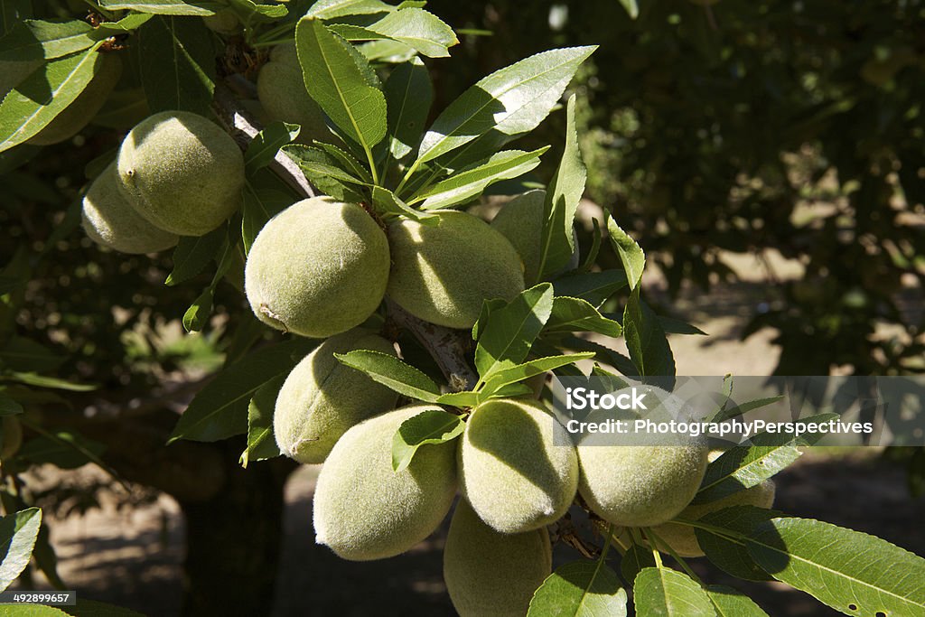Almond Tree Process Almonds Maturing On A Tree Prior To Harvest Stock Photo - Download ...
