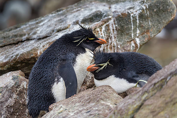 istock Rockhopper penguins protecting their nest 492900127