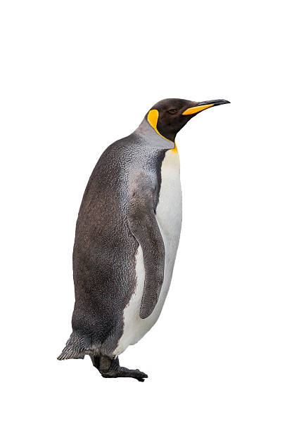 Single king penguin isolated on white background Single king penguin isolated on white background looking right falkland islands photos stock pictures, royalty-free photos & images