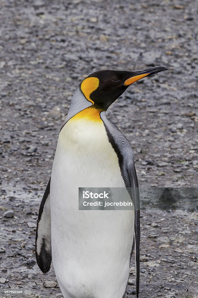 Single portrait shot of Adult King Penguin Single portrait shot of Adult King Penguin looking right Activity Stock Photo