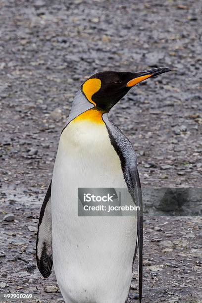 Single Portrait Shot Of Adult King Penguin Stock Photo - Download Image Now - Activity, Adventure, Animal Behavior