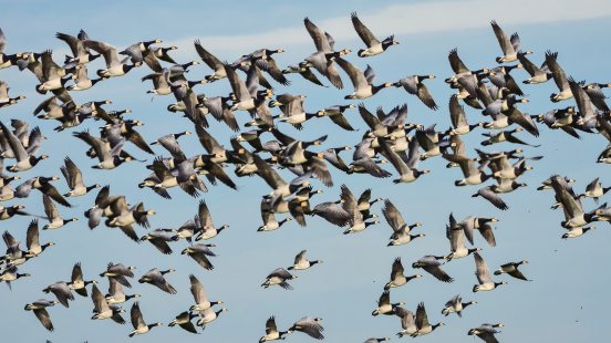 a lot of Barnacle geese flying around in Waterland,Northern-Holland