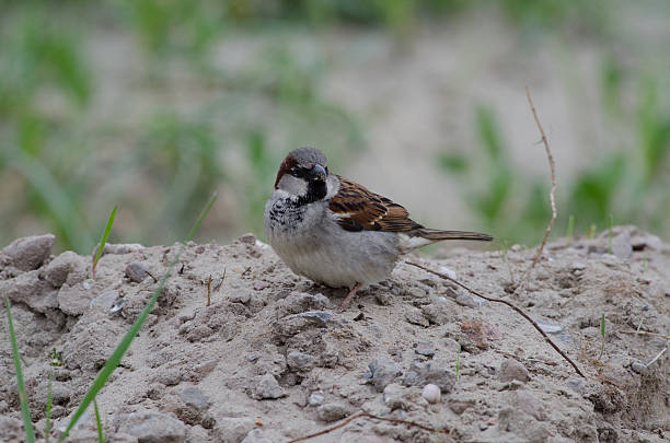 istock House sparrow in the dunes 492900687