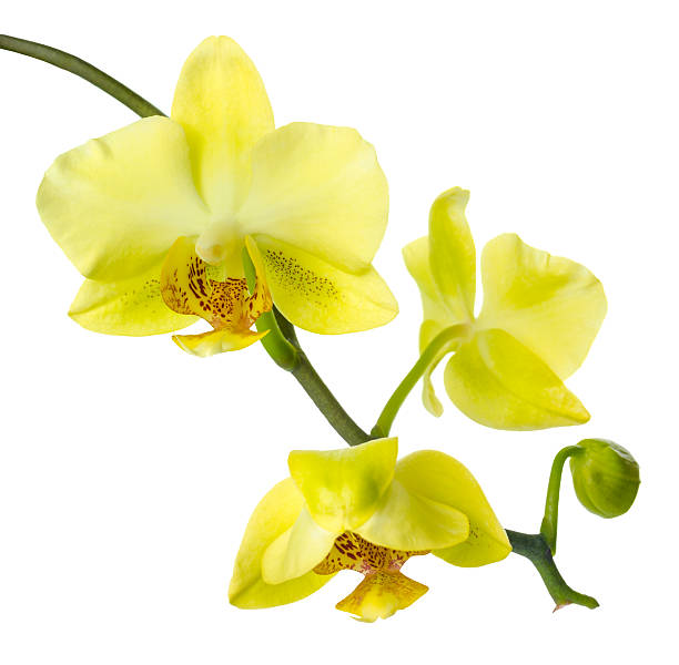 istock branch  yellow  orchid is isolated on a white background 492900941