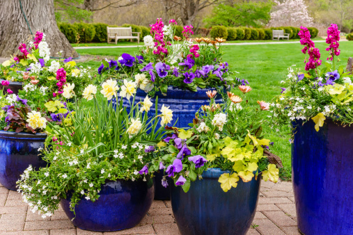 Daffodils and Hyacinths on the pavement outside a residential house in the city of Amsterdam