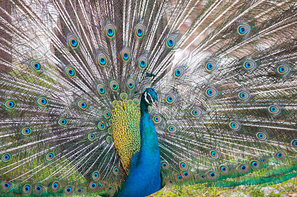 istock Portrait of Peacock with Feathers Out 492902201
