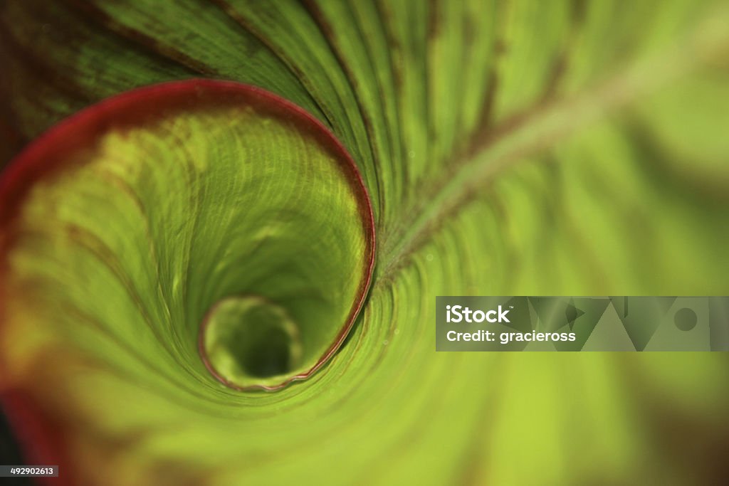 Espiral en la selva tropical de hoja verde con gotas de rocío - Foto de stock de Naturaleza libre de derechos